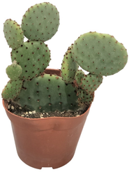 Опунция Ацикулата d12