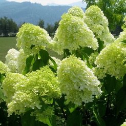 Гортензия метельчатая Limelight Р9