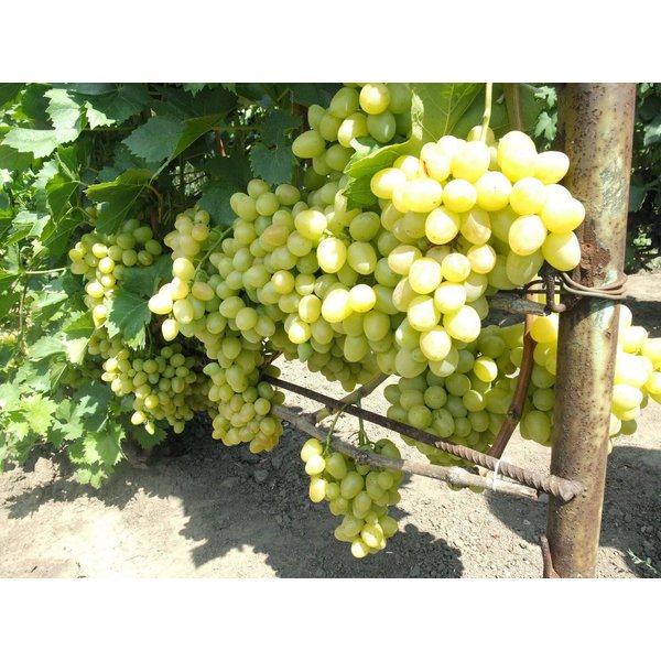Виноград плодовый Аркадия С2 Н50