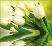 Фотообои Vostorg Collection А001 Белые тюльпаны 294х260 12л