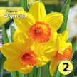 Луковица Нарцисс Фортуна 2шт