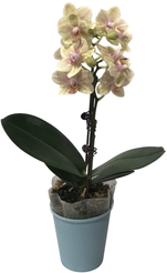 Фаленопсис Ханидью 2 ст d9