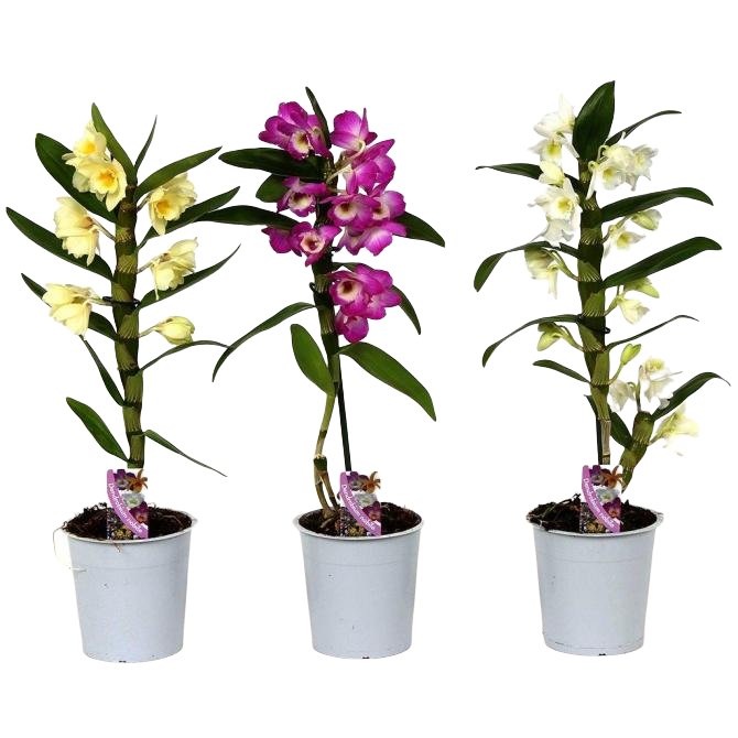 Орхидея дендробери нобиум. Дендробиум нобиле. Дендробиум нобиле. Орхидея dendrobium nobile. Орхидея дегдробиум набухла.