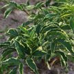 Бузина черная Variegata С2 h40