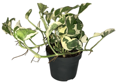 Эпипремнум Н Джой d12