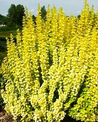 Барбарис Тунберга Maria С2 h20-25см