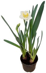 Нарцисс 3 луковицы d9-10