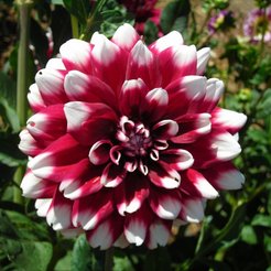 Корень клубневидный Георгин Дуэт 1шт