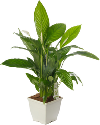 Спатифиллум Свит Лауретта d19 h90