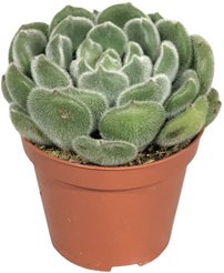 Эхеверия Грин Вельвет d9