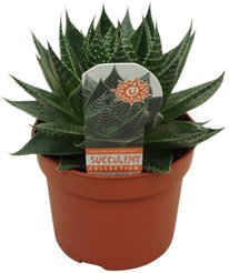 Алоэ Космо d10,5 h18