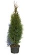 Туя западная Smaragd B+C26 h120-140см (ком в контейнере)