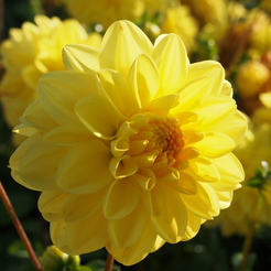 Клубень Георгина декоративная Голден Эмблем 1шт