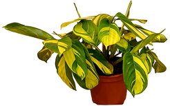 Ктенанта Овериг D15